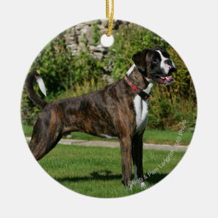 Adorno De Cerámica Postura Brindle de la exposición canina del
