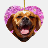 Puggle lindo
