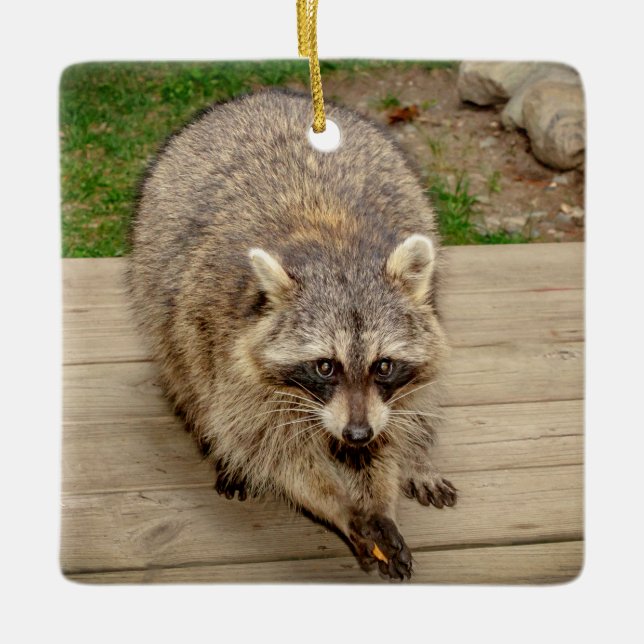 Adorno De Cerámica Raccoon con chip (Anverso)