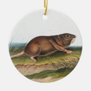 Adorno De Cerámica Rata valija del sur, Ilustracion Shrew Mole