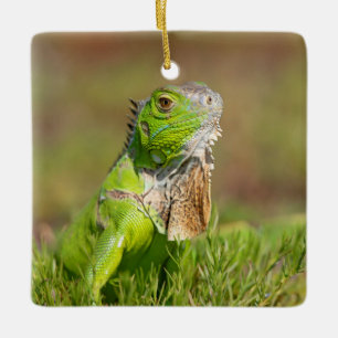 Adorno De Cerámica Retrato de Iguana Verde   Fotografía de Reptiles