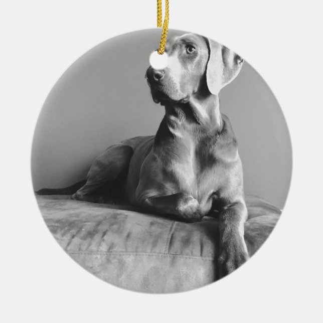 Adorno De Cerámica Retrato de Weimaraner (Frente)