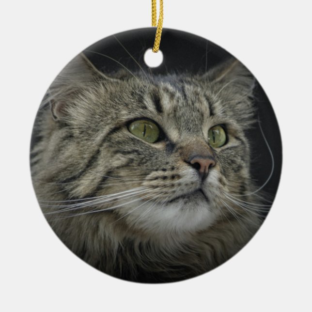 Adorno De Cerámica Retrato noruego del gato del bosque (Frente)