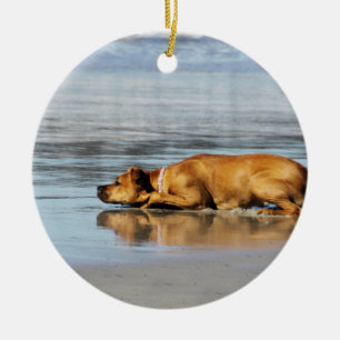 Adorno De Cerámica ¿Rhodesian Ridgeback - es el agua fría?