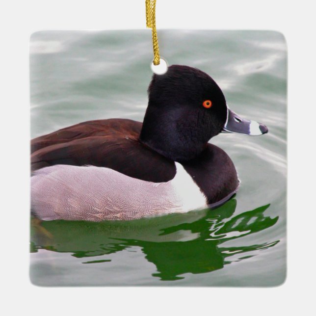 Adorno De Cerámica Ring Necked Duck (Anverso)