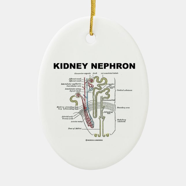 Adorno De Cerámica Riñón Nephron (libro de texto de la anatomía del (Frente)