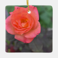 Rosa de coral rosa Naturaleza Fotografía Flor Plan