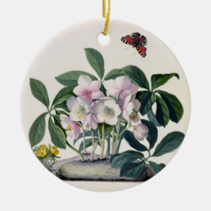 Adorno De Cerámica Rosa de navidad (Helleborus Niger) e invierno