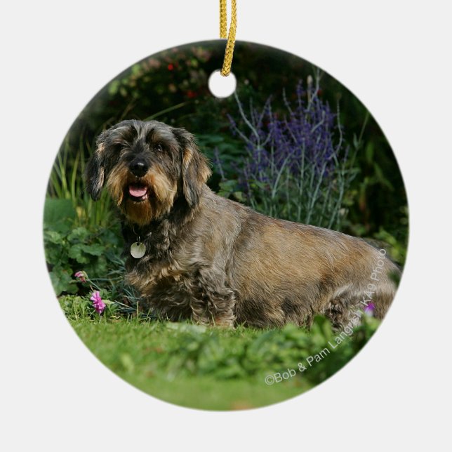 Adorno De Cerámica sentada estándar Alambre-haired del Dachshund (Frente)
