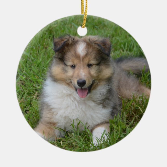 Adorno De Cerámica Shetland Sheepdog - Perro de cachorro Sheltie (Frente)