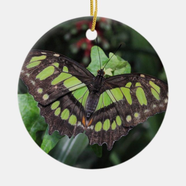 Adorno De Cerámica Siproeta stelenes (Frente)