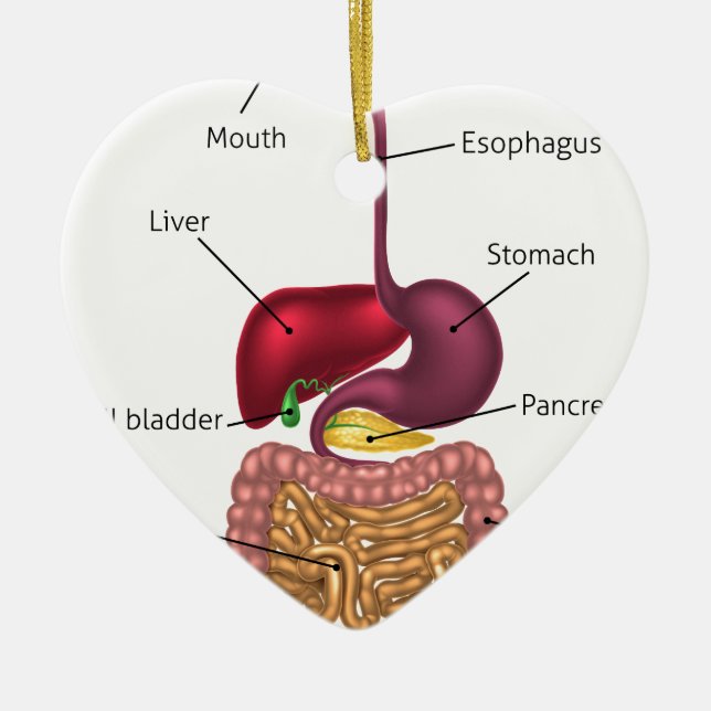 Adorno De Cerámica Sistema humano del aparato digestivo (Frente)