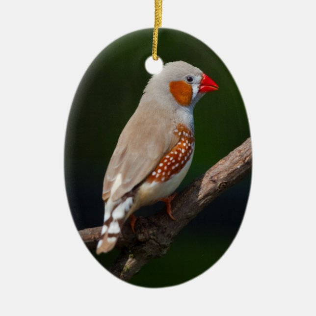 Adorno De Cerámica Sr. Finch Ornament (Frente)