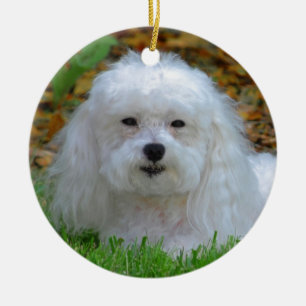 Adorno De Cerámica Sra. Dolly MaltiPoo