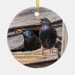 Adorno De Cerámica Starlings europeos