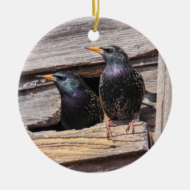 Adorno De Cerámica Starlings europeos (Frente)