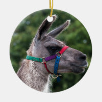 Superioridad de Llama