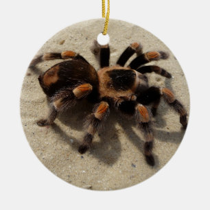 Adorno De Cerámica Tarantula brachypelma rodilla roja venenosa