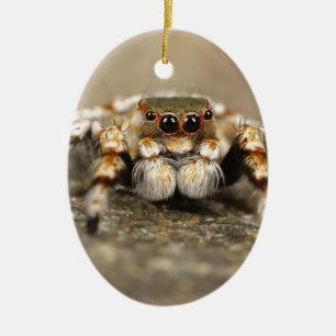 Adorno De Cerámica Tarantula Jumping Bird Spider accesorios impresion