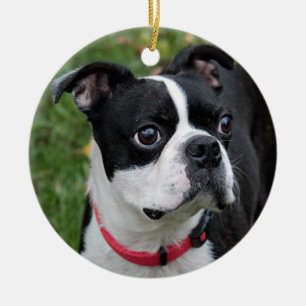 Adorno De Cerámica Terrier de Boston