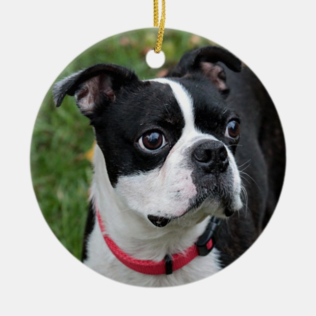 Adorno De Cerámica Terrier de Boston (Frente)