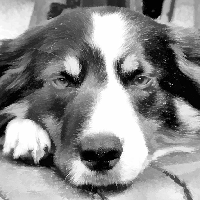 ADORNO DE CERÁMICA TIPO BOLA BORDER COLLIE (Subido por el creador)