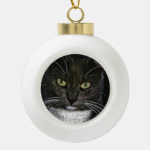 Gato negro