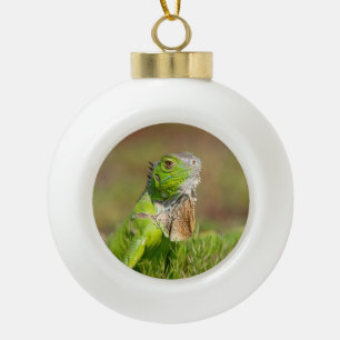 Adorno De Cerámica Tipo Bola Retrato de Iguana Verde   Fotografía de Reptiles