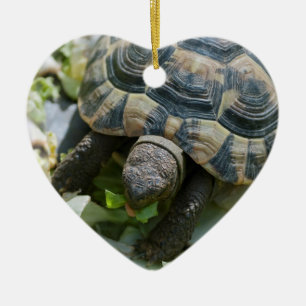 Adorno De Cerámica Tortuga linda