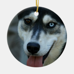 Adorno De Cerámica Un husky siberiano hermoso del ojo azul