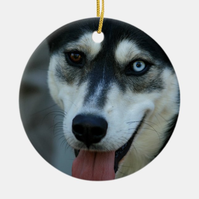 Adorno De Cerámica Un husky siberiano hermoso del ojo azul (Frente)