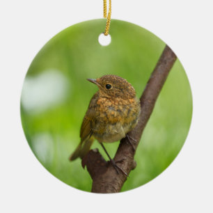 Adorno De Cerámica Un Robin Nacido En Una Rama