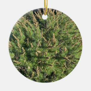 Adorno De Cerámica Una California floreciente: Sagebrush