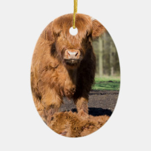 Adorno De Cerámica Vaca escocesa del montañés de la madre cerca del