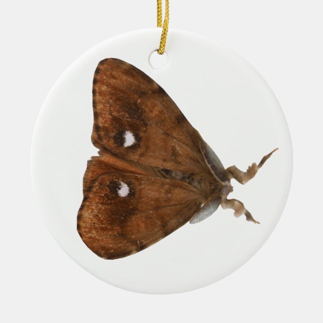 Adorno De Cerámica Vapourer Moth Ornament (Frente)