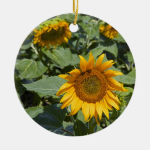 Adorno De Cerámica WA, Condado de Kittitas, Campo de Girasoles