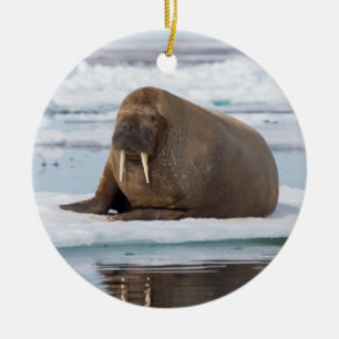 Adorno De Cerámica Walrus descansando en el hielo, Noruega