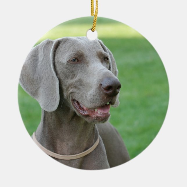 Adorno De Cerámica Weimaraner (Frente)