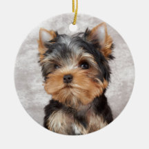 Yorkie maravilloso