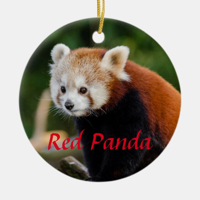 Adorno De Cerámica Zorro de Fuego de Panda Rojo (Frente)