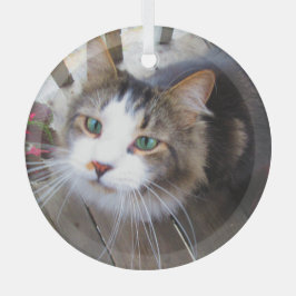 Adorno De Cristal Amantes de la mascota de gato lindo crean su propi