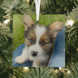 Adorno De Cristal Animales de bebé más afectados Baby Corgi en mi