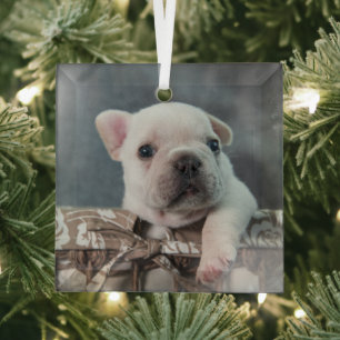 Adorno De Cristal Animales de bebé más afectados   Bulldog francés