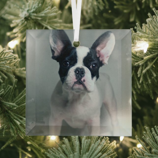 Adorno De Cristal Animales de bebé más afectados | Cachorro de Bulld (in situ)