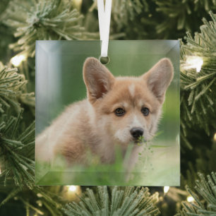 Adorno De Cristal Animales de bebé más afectados Cachorro de Corgi