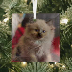 Adorno De Cristal Animales de bebé más afectados Gatito siamés