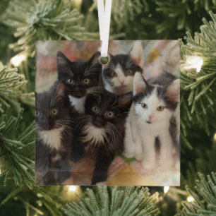 Adorno De Cristal Animales de bebé más afectados   Gatitos blancos y