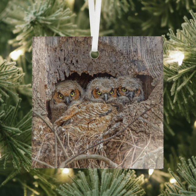 Adorno De Cristal Animales de bebé más afectados | Grandes chicles d (in situ)