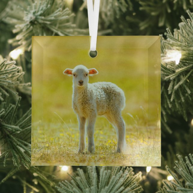 Adorno De Cristal Animales de bebé más afectados | Ovejas jóvenes (in situ)