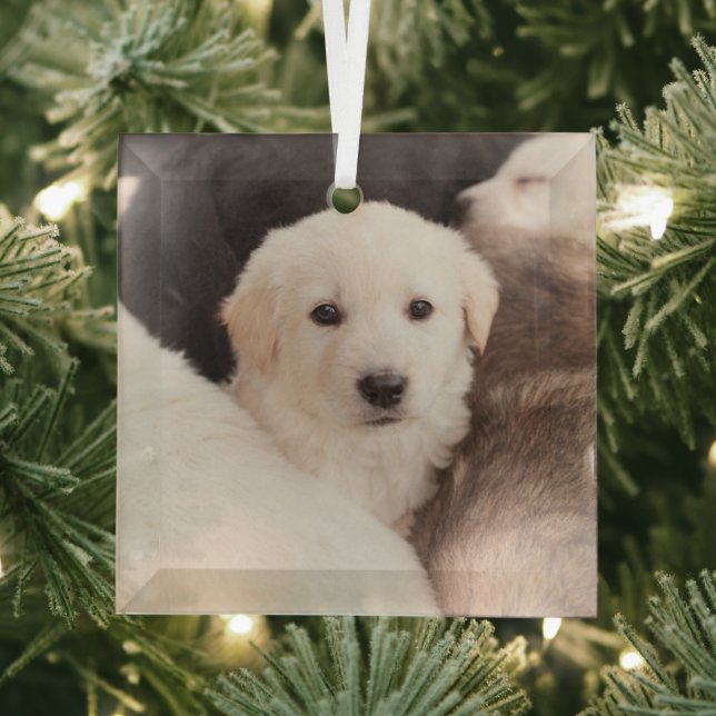 Adorno De Cristal Animales de bebé más afectados | Una pequeña píldo (in situ)